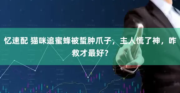 忆速配 猫咪追蜜蜂被蜇肿爪子，主人慌了神，咋救才最好？