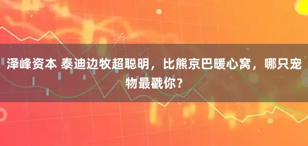 泽峰资本 泰迪边牧超聪明，比熊京巴暖心窝，哪只宠物最戳你？